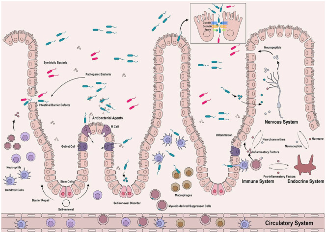 Direct and indirect effects of pathogenic bacteria on the integrity of intestinal barrier.