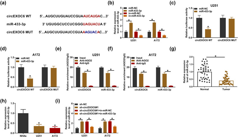 Knockdown of circEXOC6 inhibits cell progression and glycolysis by sponging miR-433-3p and mediating FZD6 in glioma.