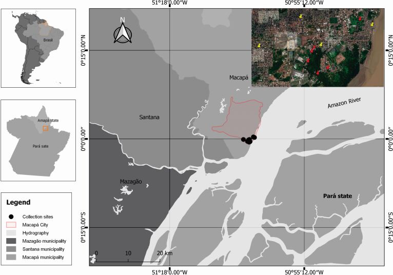 Phlebotomine sand flies (Psychodidae: Phlebotominae) in an area of canine infection caused by Leishmania infantum in the state of Amapá, eastern Amazon.