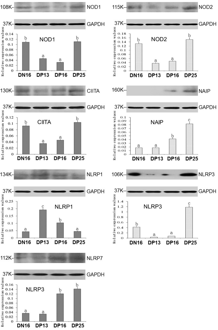 Changes in expression levels of Nod-like receptors in the spleen of ewes.