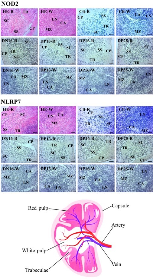 Changes in expression levels of Nod-like receptors in the spleen of ewes.