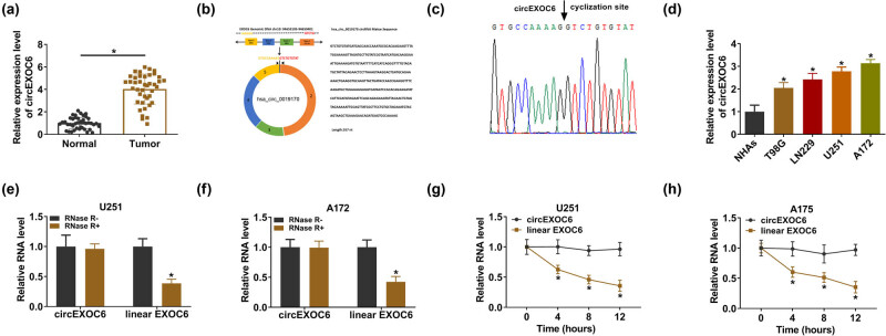 Knockdown of circEXOC6 inhibits cell progression and glycolysis by sponging miR-433-3p and mediating FZD6 in glioma.