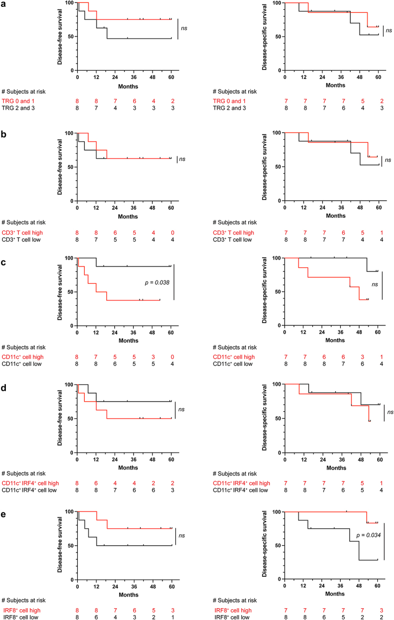 CD11c<sup>+</sup> and IRF8<sup>+</sup> cell densities in rectal cancer biopsies predict outcomes of neoadjuvant chemoradiotherapy.