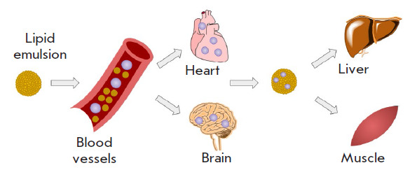 Biomedical Nanosystems for In Vivo Detoxification: From Passive Delivery Systems to Functional Nanodevices and Nanorobots.