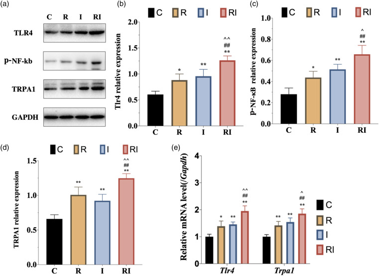 Toll-like receptor 4 signaling pathway in sensory neurons mediates remifentanil-induced postoperative hyperalgesia via transient receptor potential ankyrin 1.