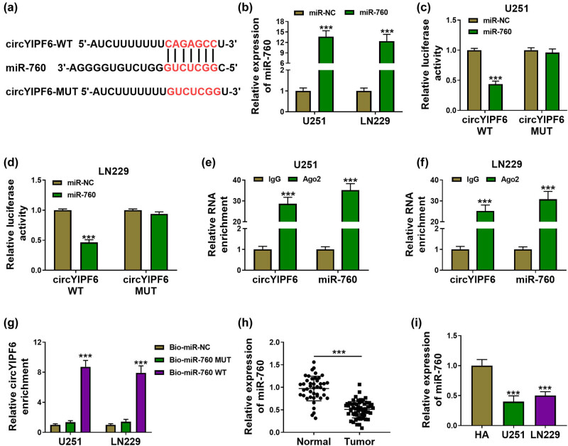 CircYIPF6 regulates glioma cell proliferation, apoptosis, and glycolysis through targeting miR-760 to modulate PTBP1 expression.