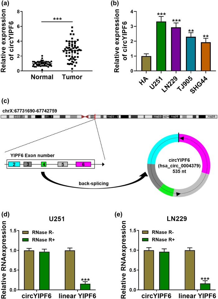 CircYIPF6 regulates glioma cell proliferation, apoptosis, and glycolysis through targeting miR-760 to modulate PTBP1 expression.