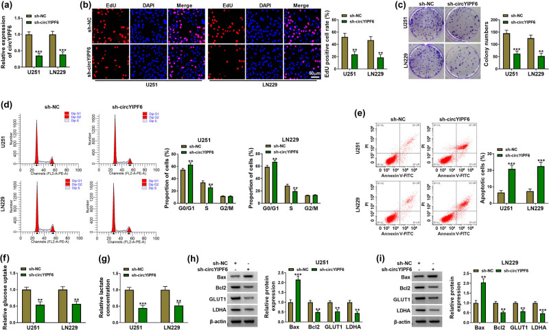 CircYIPF6 regulates glioma cell proliferation, apoptosis, and glycolysis through targeting miR-760 to modulate PTBP1 expression.