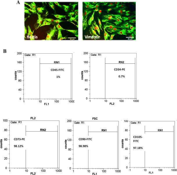 Human Olfactory Ecto-mesenchymal Stem Cells Displaying Schwann-cell-like Phenotypes and Promoting Neurite Outgrowth <i>in Vitro</i>.