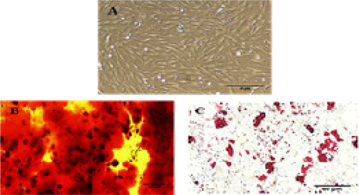 Human Olfactory Ecto-mesenchymal Stem Cells Displaying Schwann-cell-like Phenotypes and Promoting Neurite Outgrowth <i>in Vitro</i>.