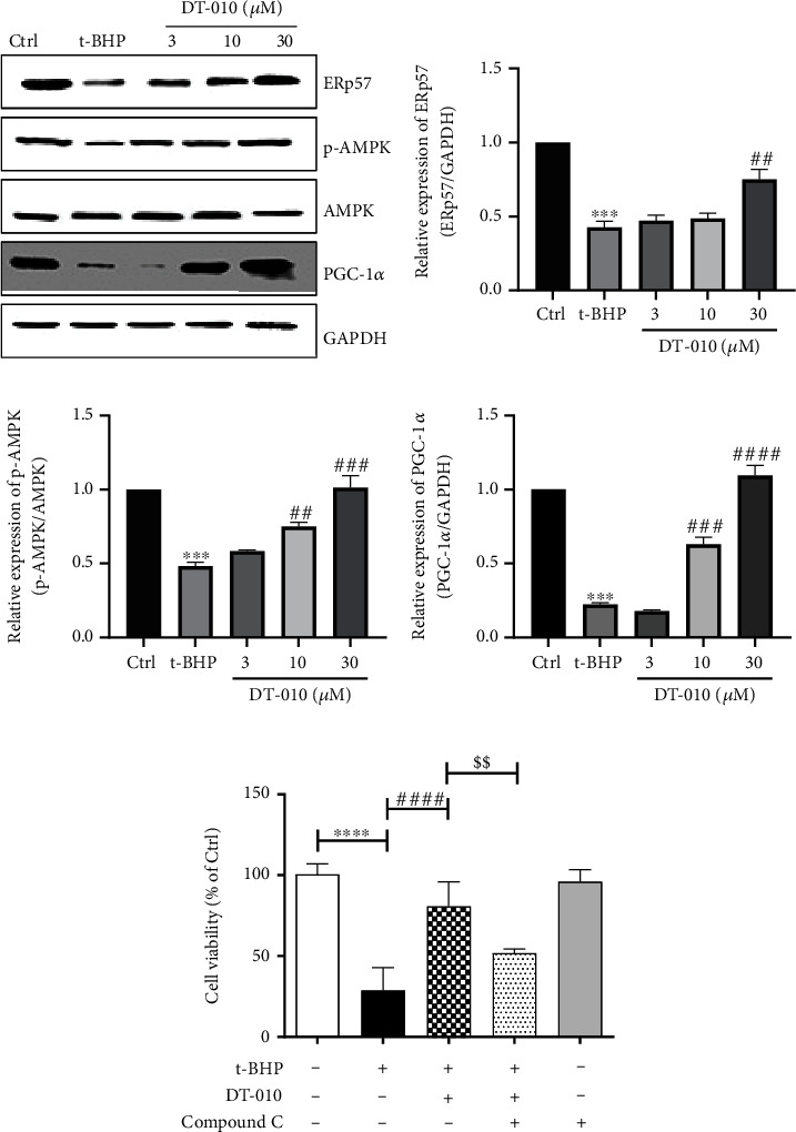 DT-010 Exerts Cardioprotective Effects by Regulating the Crosstalk between the AMPK/PGC-1<i>α</i> Pathway and ERp57.