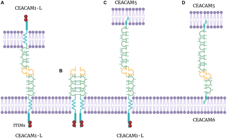 CEACAMS 1, 5, and 6 in disease and cancer: interactions with pathogens.