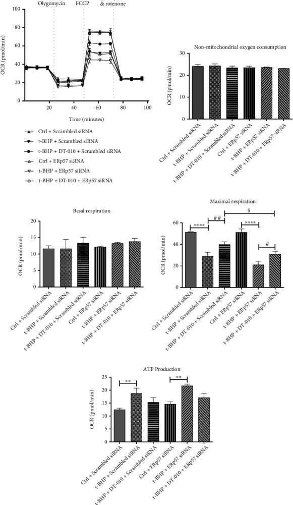 DT-010 Exerts Cardioprotective Effects by Regulating the Crosstalk between the AMPK/PGC-1<i>α</i> Pathway and ERp57.