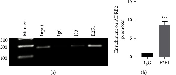 Transcription Factor E2F1 Regulates the Expression of ADRB2.