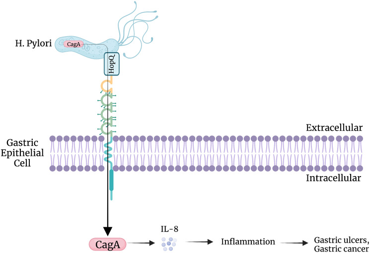 CEACAMS 1, 5, and 6 in disease and cancer: interactions with pathogens.