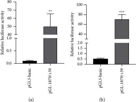 Transcription Factor E2F1 Regulates the Expression of ADRB2.