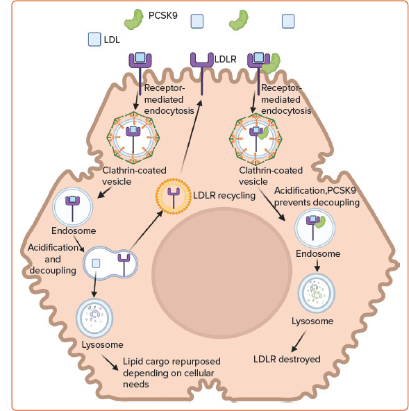 Proprotein Convertase Subtilisin/Kexin Type 9 Inhibition: The Big Step Forward in Lipid Control.