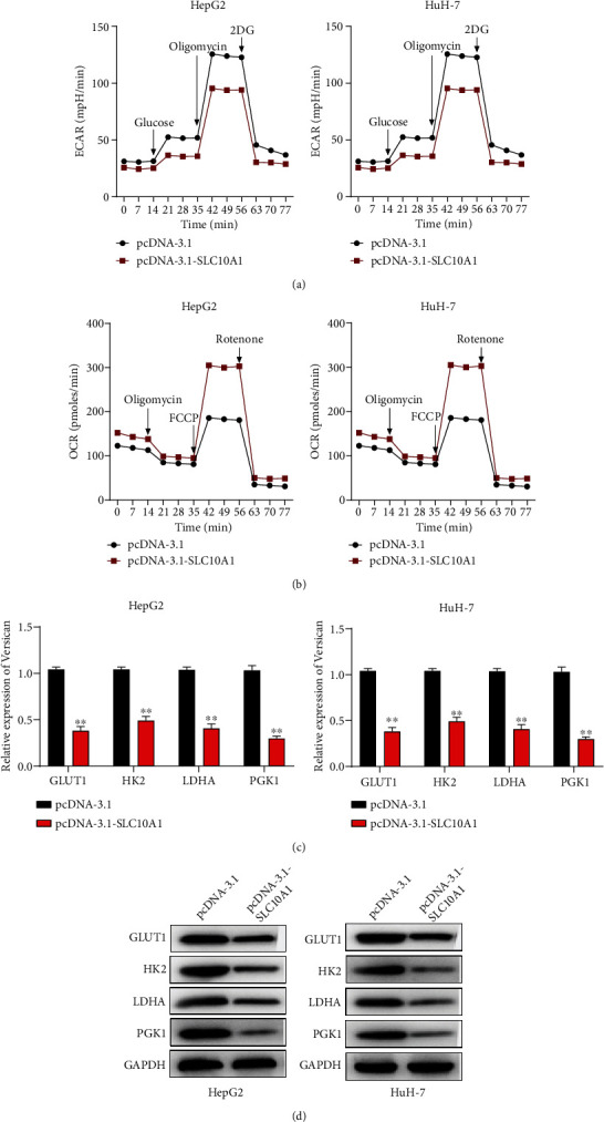 LINC00659 Inhibits Hepatocellular Carcinoma Malignant Progression by Blocking Aerobic Glycolysis through FUS Recruitment and SLC10A1 Modulation.