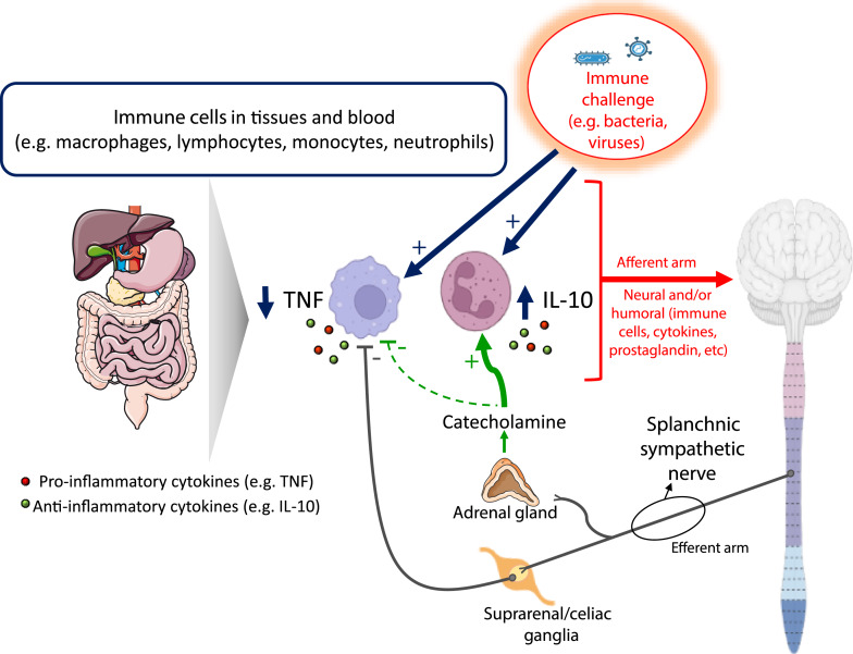 Acute Inhibition of Inflammation Mediated by Sympathetic Nerves: The Inflammatory Reflex.