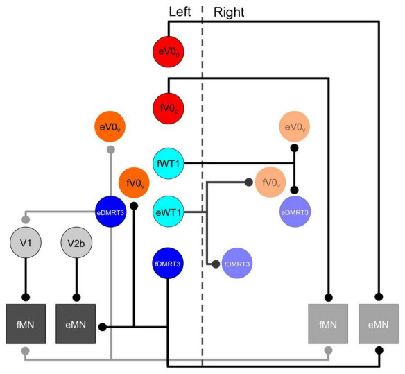 Spinal inhibitory interneurons: regulators of coordination during locomotor activity.