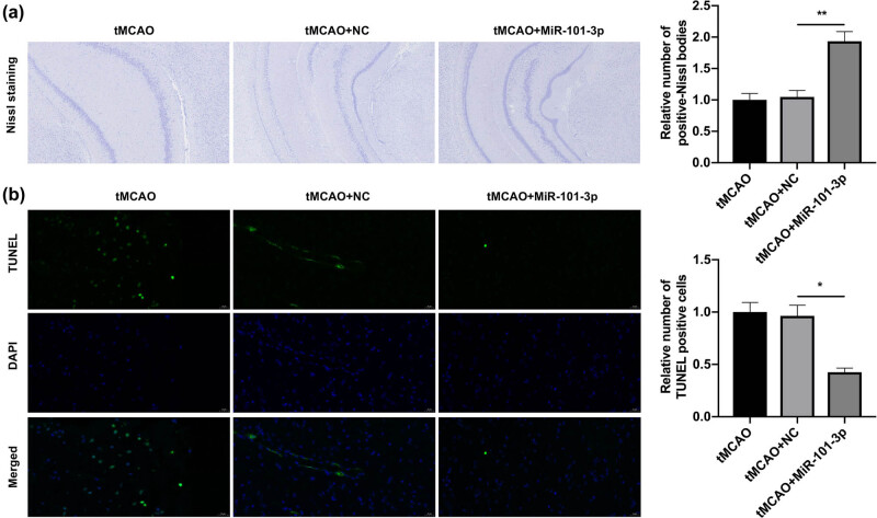 miR-101-3p improves neuronal morphology and attenuates neuronal apoptosis in ischemic stroke in young mice by downregulating HDAC9.