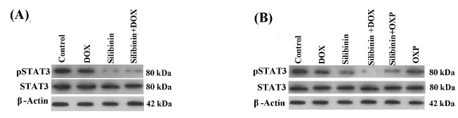 Silibinin induces immunogenic cell death in cancer cells and enhances the induced immunogenicity by chemotherapy.