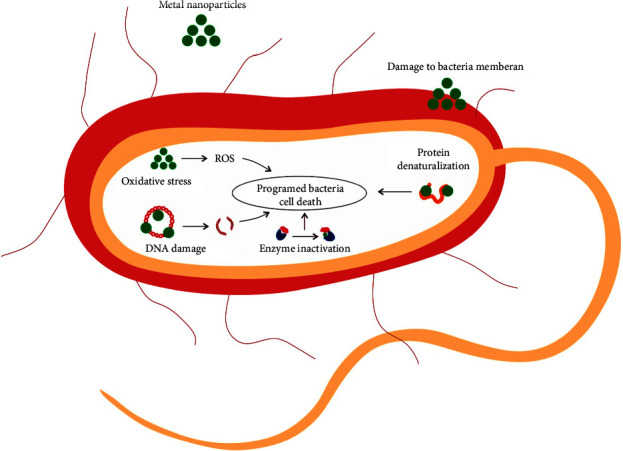 Multidrug-Resistant Pathogens in Burn Wound, Prevention, Diagnosis, and Therapeutic Approaches (Conventional Antimicrobials and Nanoparticles).