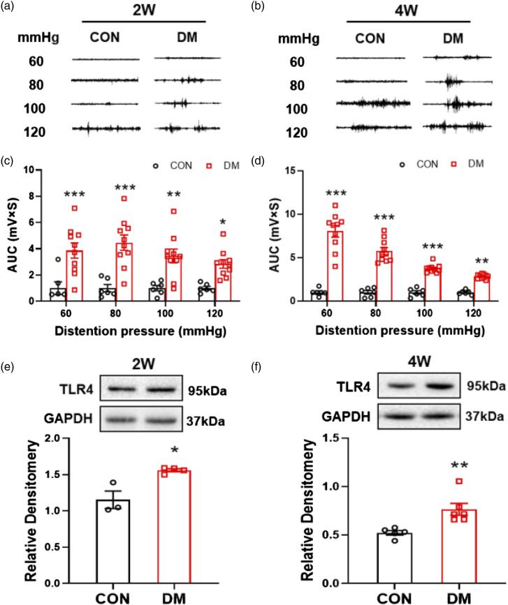 microRNA-181a contributes to gastric hypersensitivity in rats with diabetes by regulating TLR4 expression.