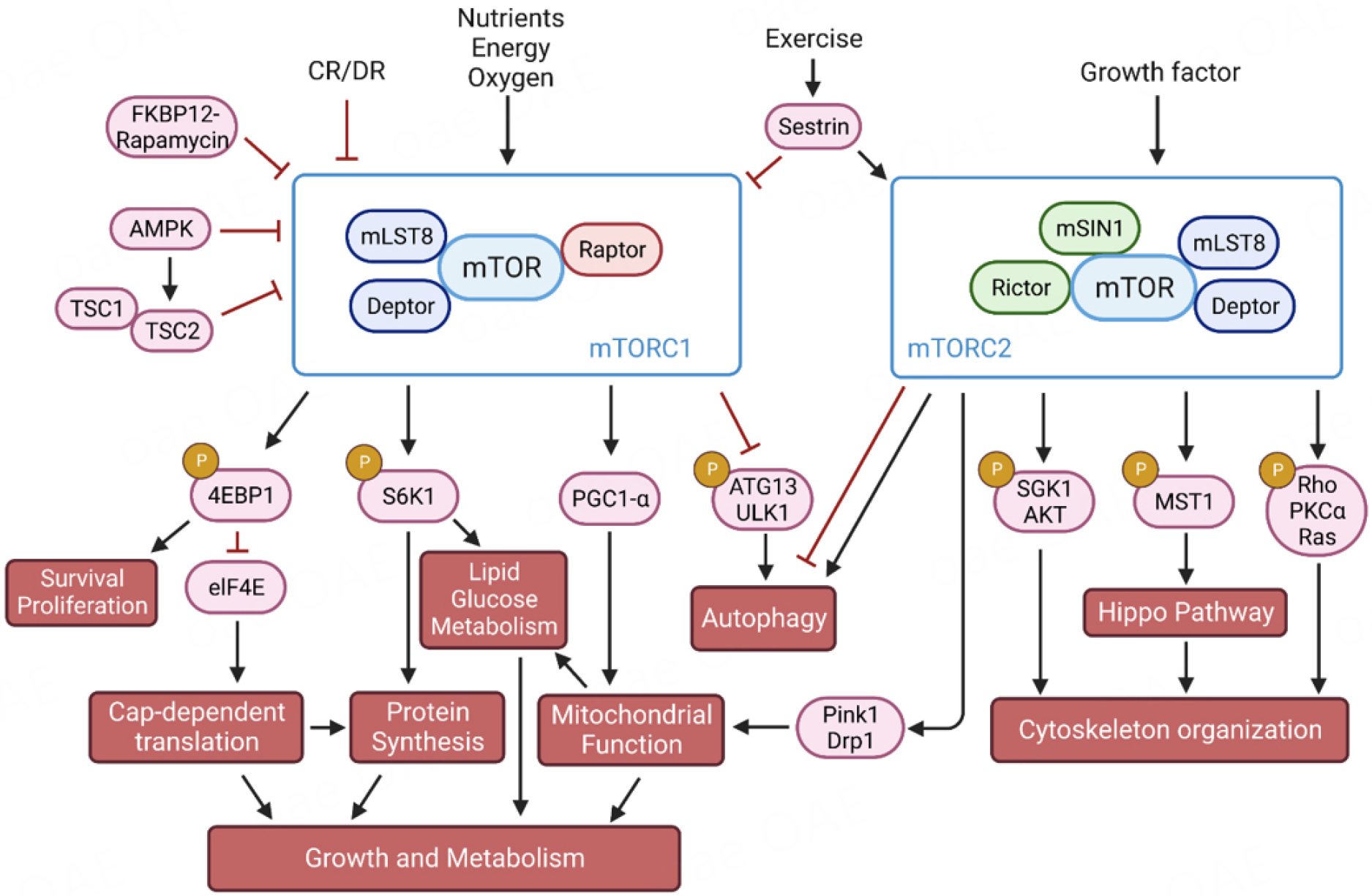 The mTOR signaling pathway in cardiac aging.