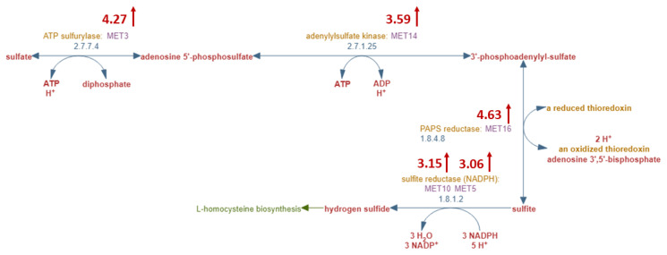 Methionine restriction and cancer treatment: a systems biology study of yeast to investigate the possible key players.