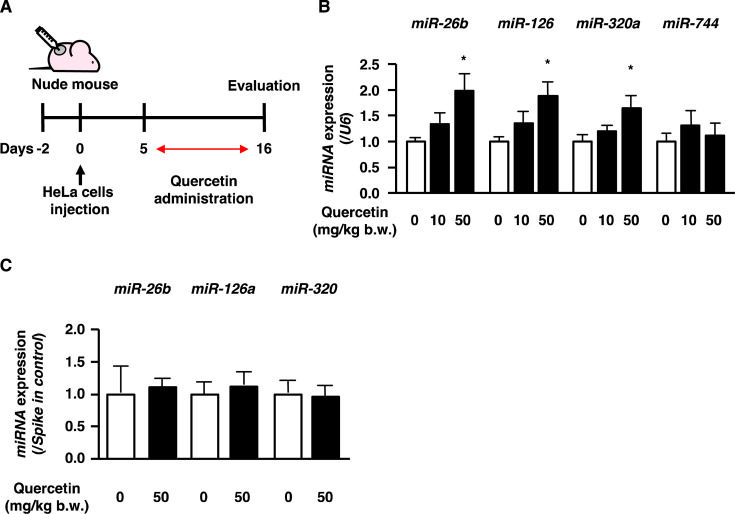 Quercetin up-regulates the expression of tumor-suppressive microRNAs in human cervical cancer.