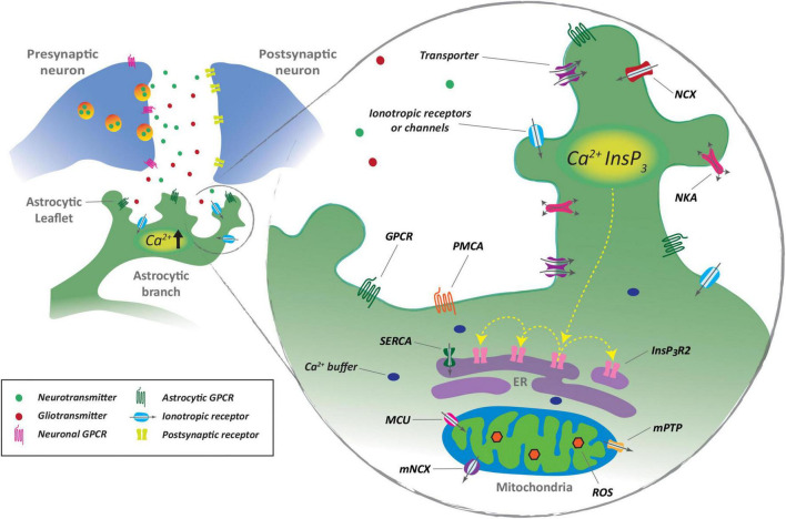 Calcium signaling in astrocytes and gliotransmitter release.