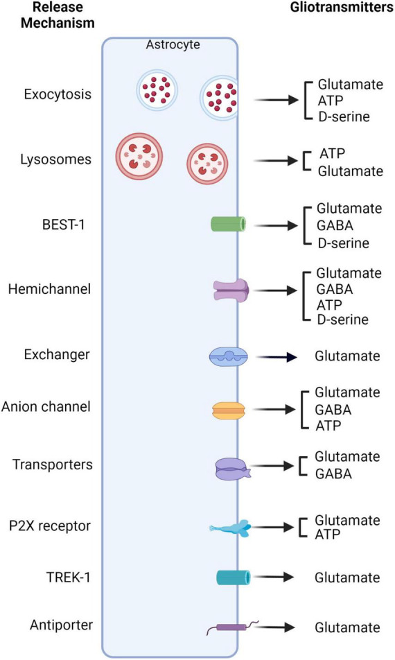 Calcium signaling in astrocytes and gliotransmitter release.