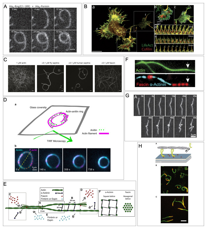 Bending actin filaments: twists of fate.