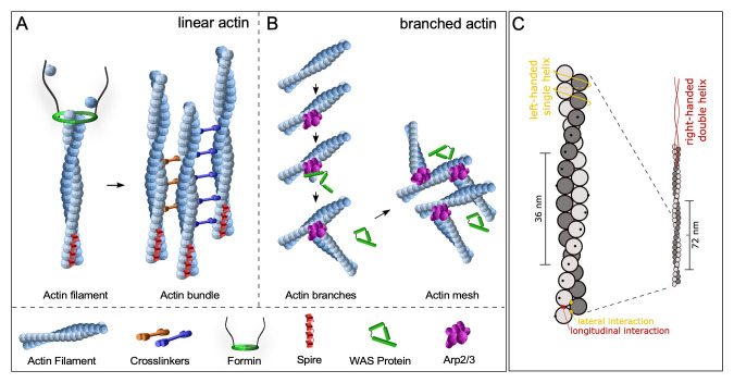 Bending actin filaments: twists of fate.