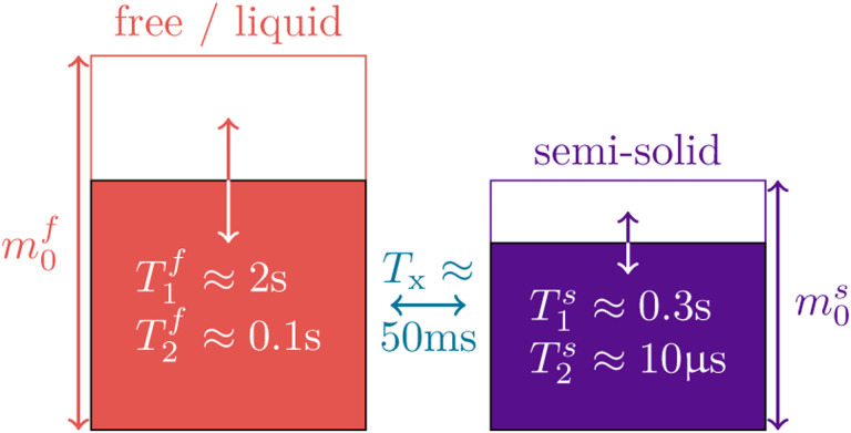 Unconstrained quantitative magnetization transfer imaging: disentangling <i>T</i><sub>1</sub> of the free and semi-solid spin pools.