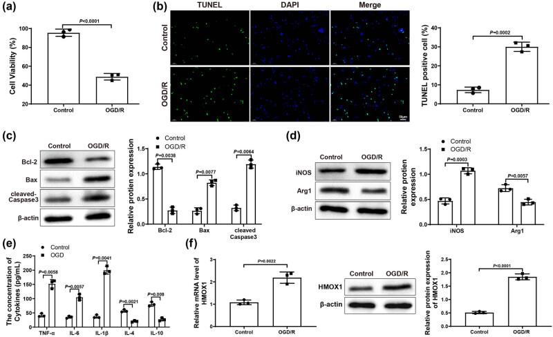 EHMT2 affects microglia polarization and aggravates neuronal damage and inflammatory response via regulating HMOX1.