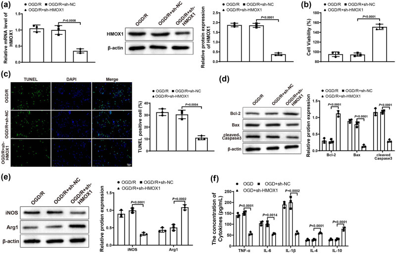 EHMT2 affects microglia polarization and aggravates neuronal damage and inflammatory response via regulating HMOX1.