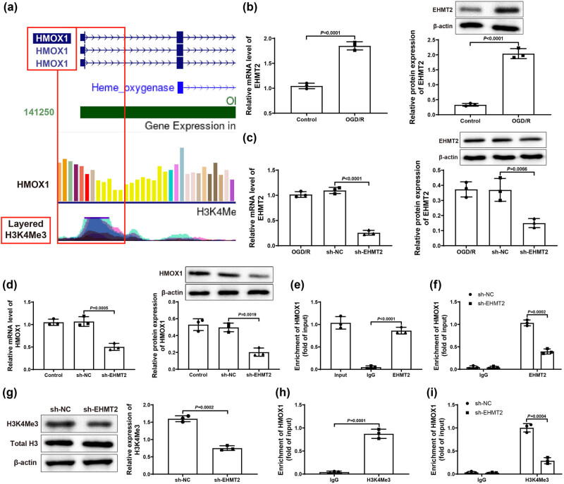 EHMT2 affects microglia polarization and aggravates neuronal damage and inflammatory response via regulating HMOX1.