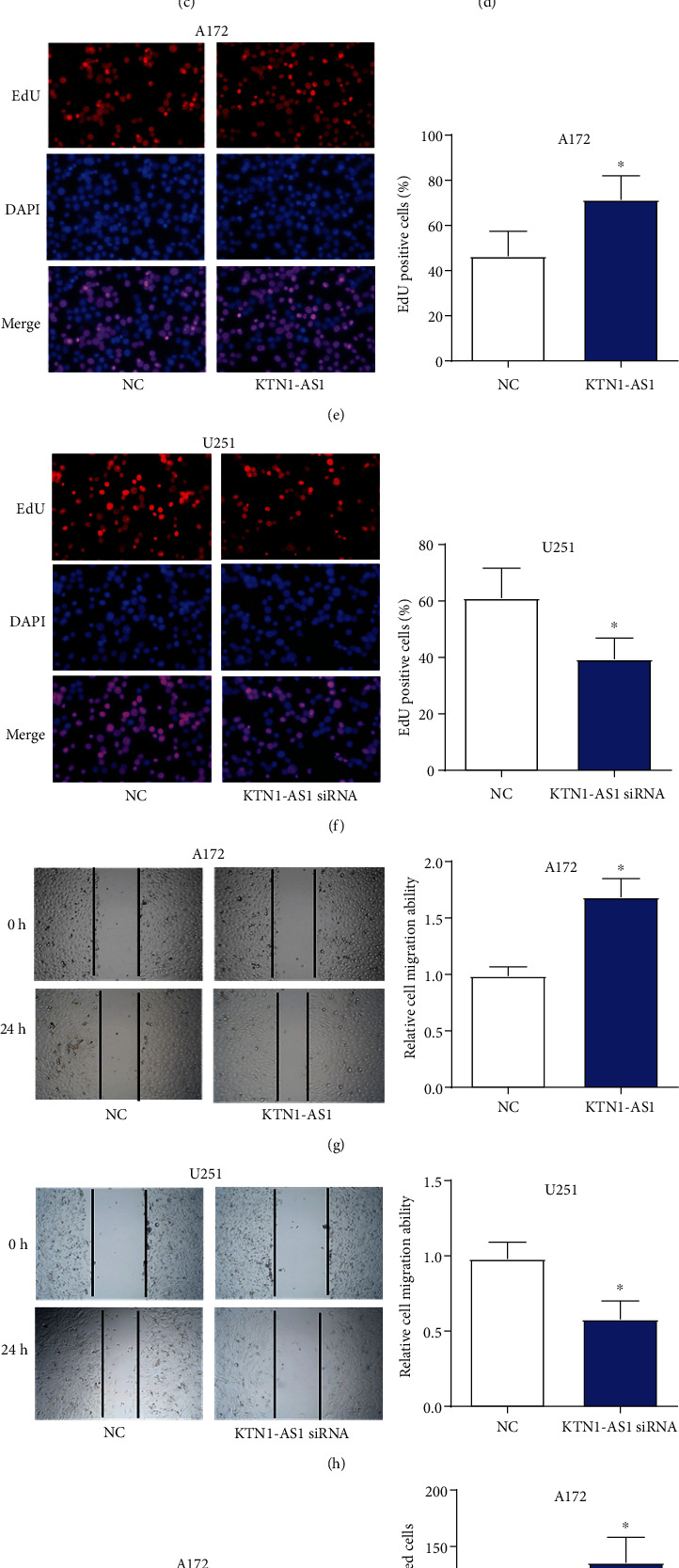 Long Non-coding RNA KTN1-AS1 Targets miR-505 to Promote Glioblastoma Progression.