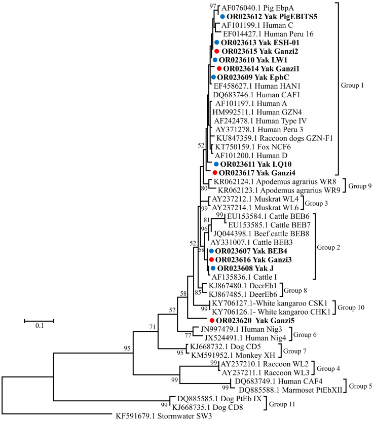 High genotype diversity and zoonotic potential of Enterocytozoon bieneusi in yaks (Bos grunniens) from Ganzi Tibetan Autonomous Prefecture, Sichuan Province.