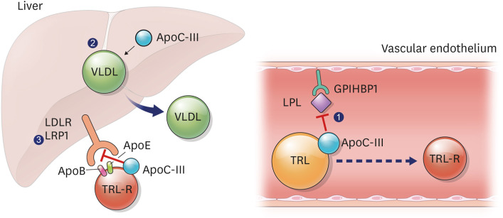 New Therapeutic Approaches to the Treatment of Dyslipidemia 1: ApoC-III and ANGPTL3.