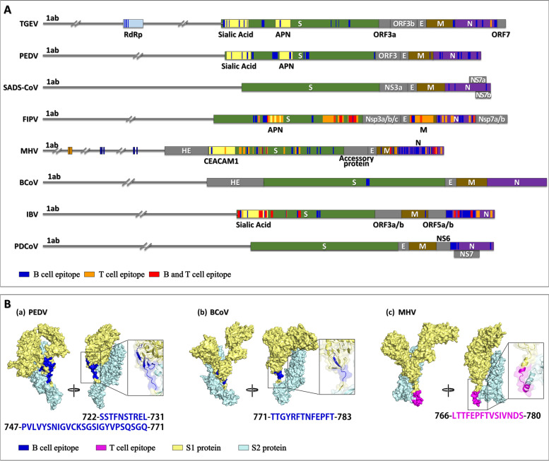 Antigen epitopes of animal coronaviruses: a mini-review.