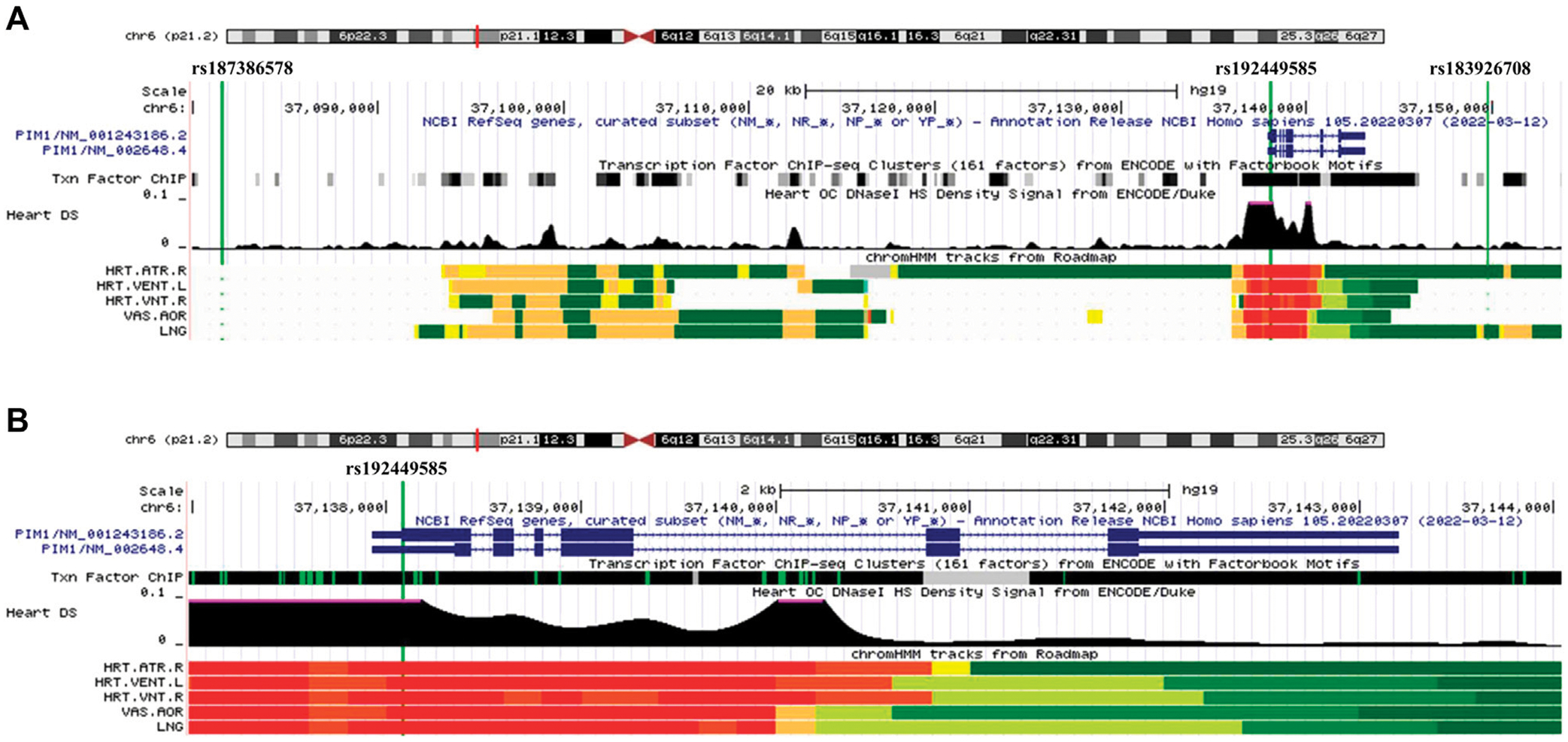 Identification of novel genetic variants, including PIM1 and LINC01491, with ICD-10 based diagnosis of pulmonary arterial hypertension in the UK Biobank cohort.