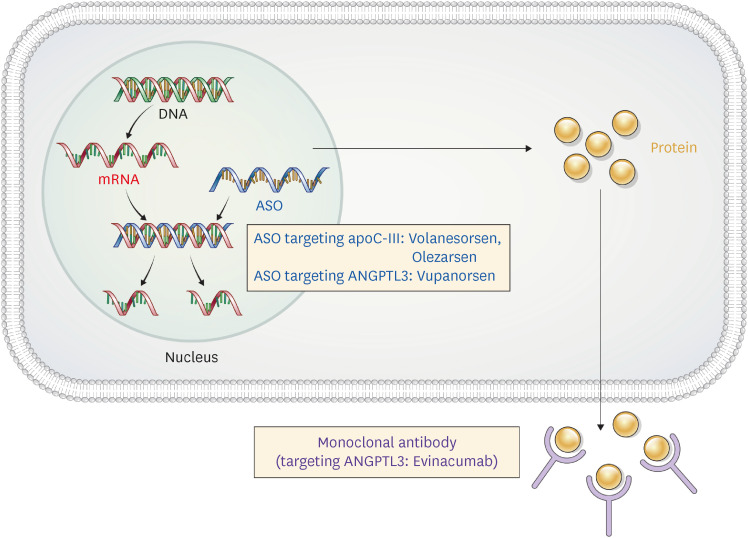 New Therapeutic Approaches to the Treatment of Dyslipidemia 1: ApoC-III and ANGPTL3.