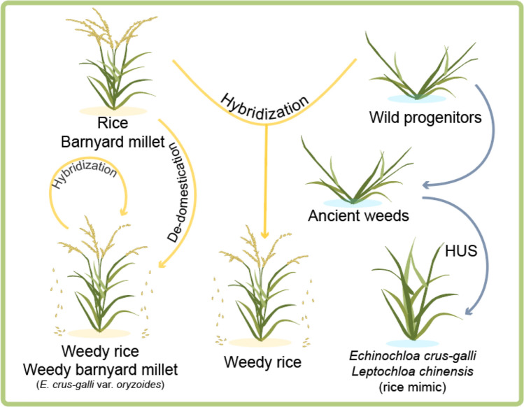 Weed genomics: yielding insights into the genetics of weedy traits for crop improvement