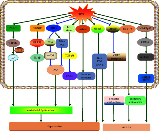 Comorbidity of Anxiety and Hypertension: Common Risk Factors and Potential Mechanisms.