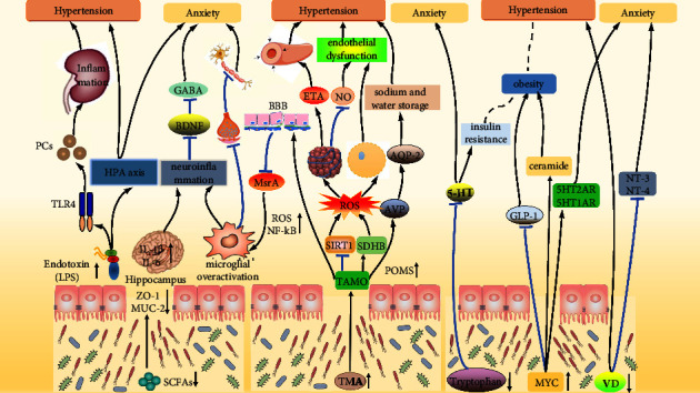 Comorbidity of Anxiety and Hypertension: Common Risk Factors and Potential Mechanisms.