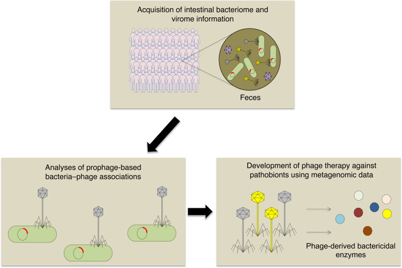 Metagenome data-based phage therapy for intestinal bacteria-mediated diseases.