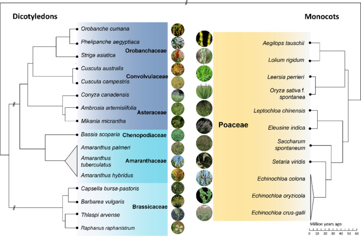 Weed genomics: yielding insights into the genetics of weedy traits for crop improvement